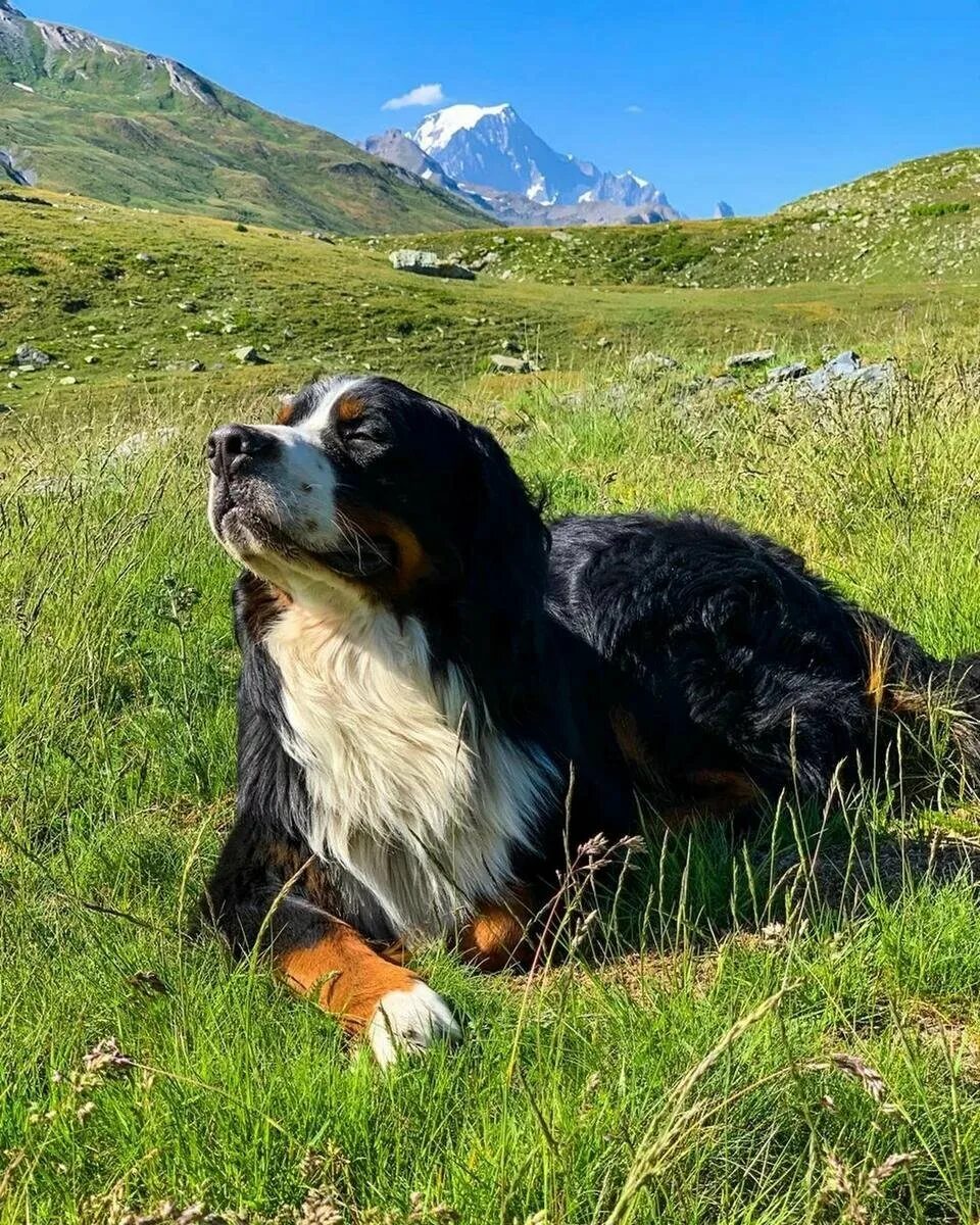 Породы горных собак фото Собаки, которым нравится путешествовать в горах Собачий вестник Дзен