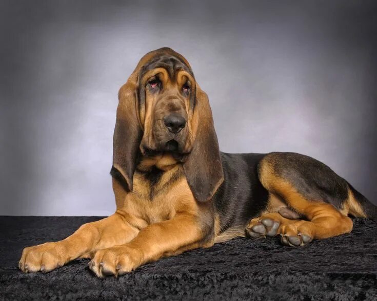 Породы характер и фото собак Bloodhound Breed Information - Pet365 Blog in 2023 Bloodhound dogs, Smartest dog