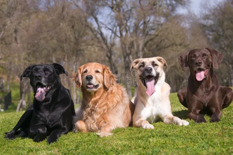 Породы характер и фото собак Diversity Dog Family stock image. Image of grass, dogs - 4644617