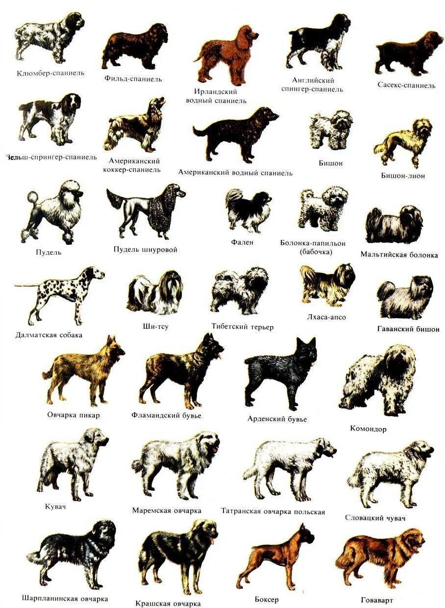 Породы характер и фото собак List of mastiff type breeds: найдено 90 картинок