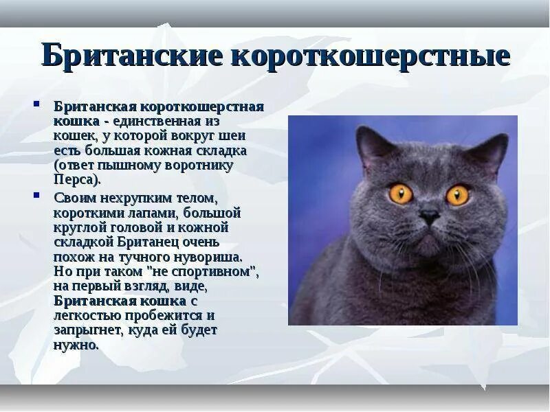 Породы и характер кошек фото описание Британская кошка короткошерстная характер и повадки отзывы 59 фото - ZooClever.r