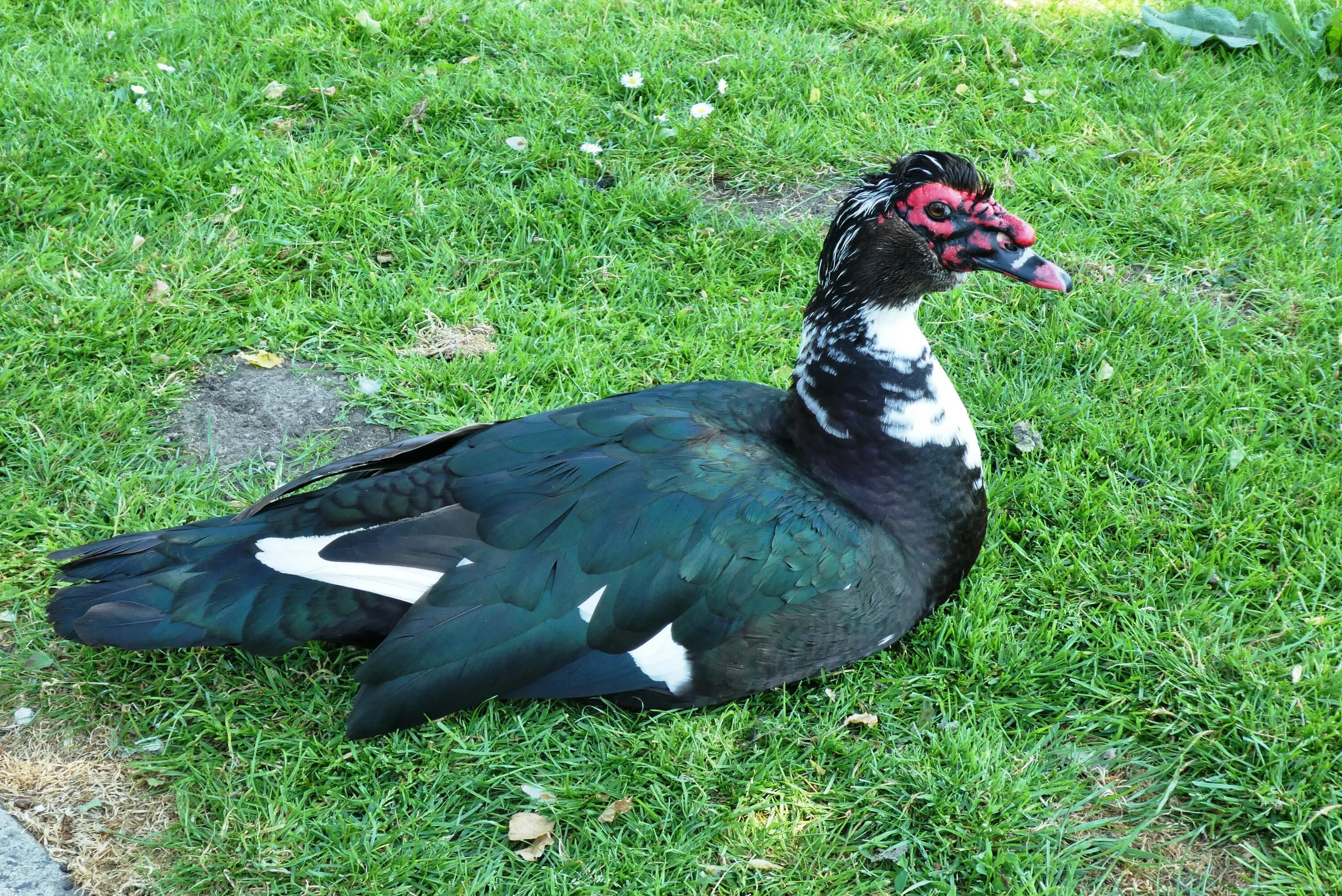 Породы индоуток тяжелой линии фото Black Duck Muscovy free image download