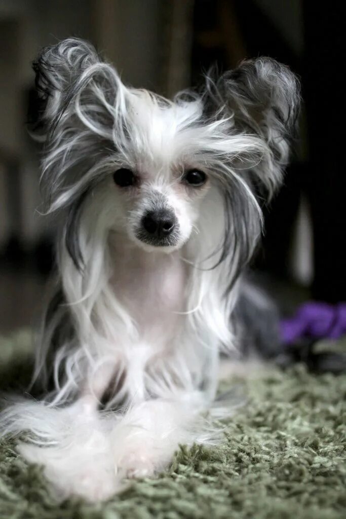 Породы комнатно декоративных собак фото Little being Chinese crested dog, Chinese crested, Dog breeds