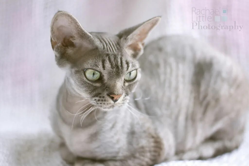 Породы кошек для аллергиков фото FRANK THE DEVON REX Woodstock Ontario Pet Photographer - Rachael Little Photogra