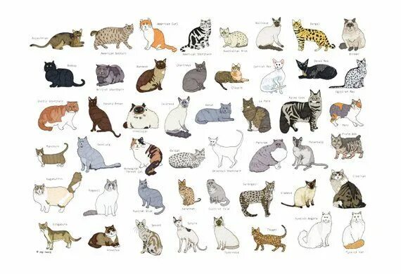 Породы кошек домашних название с фото Cat Breeds Art Print - 13"x19" Races de chats, Espèce de chat, Dessin chat