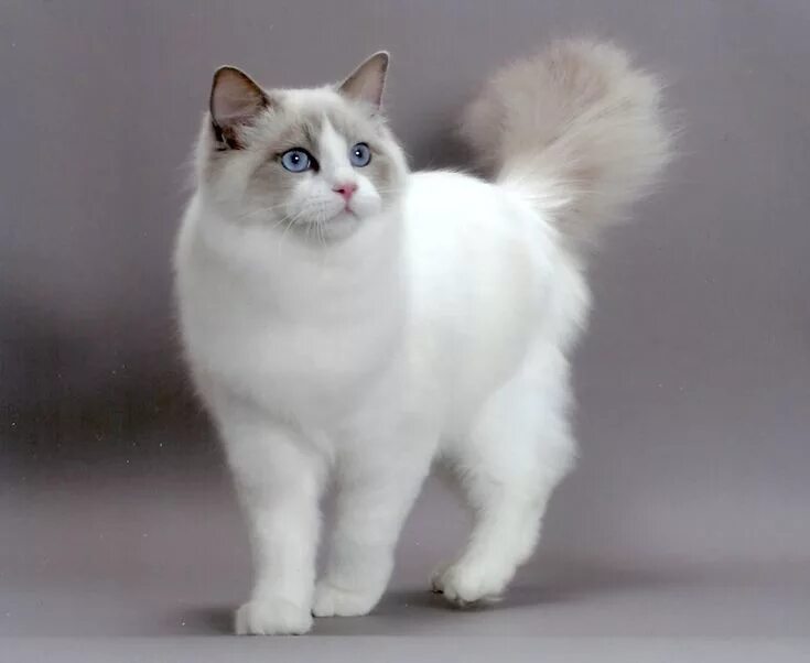 Породы кошек фото описание цена Ragdoll cat Chat mignon, Chats adorables, Chat trop mignon