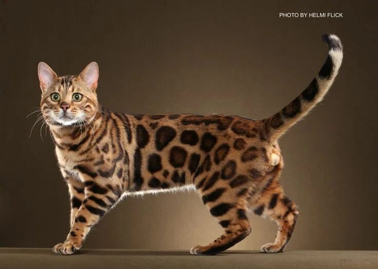 Породы кошек фото с названиями самые красивые Bengal cat Exotic cat breeds, Cat breeds, Bengal cat for sale