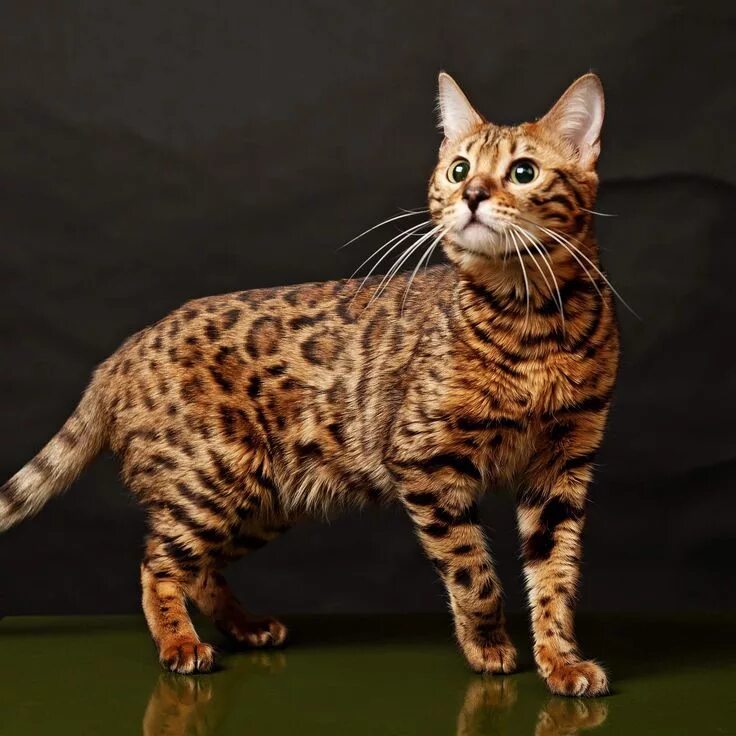 Породы кошек фото с названиями самые красивые Is this a Savannah cat? I'm not sure, but its beautiful! Bengal cat, Cat breeds,