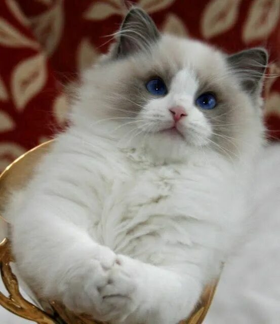 Породы кошек фото тряпичная кукла Temperament and Personality of Ragdoll (With images) Cat species, Cat breeds, Ra