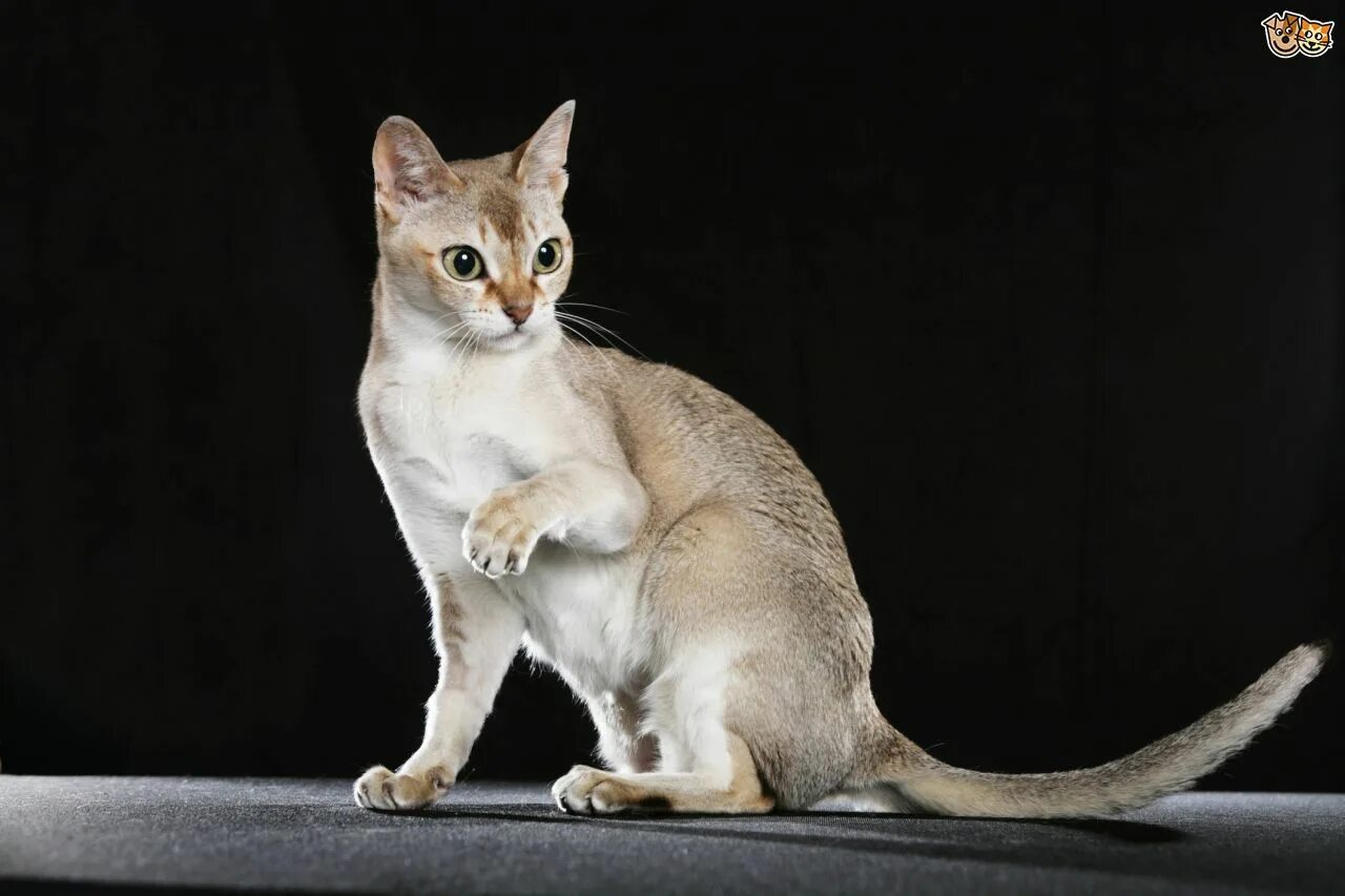 Породы кошек характер фото Some more information on the Singapura cat breed Pets4Homes Singapura cat, Cat b