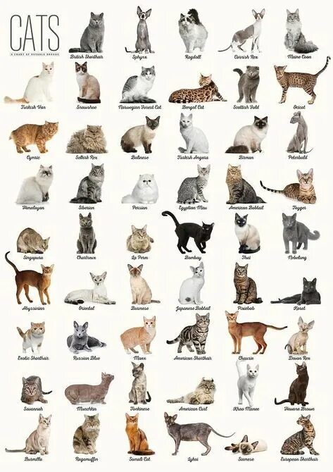 Породы кошек характер фото 10 популярных идей на тему "types of cats breeds chart" для вдохновения