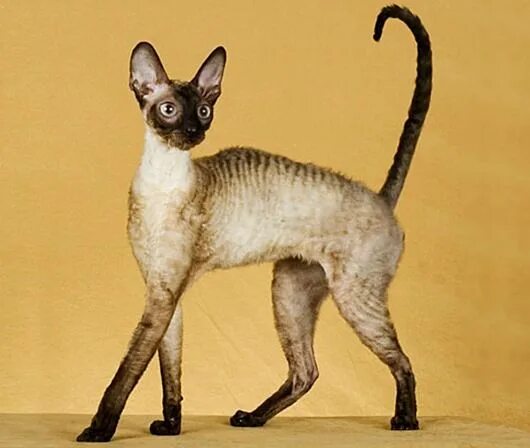 Корниш рекс (cornish rex) - это одна из самых интересных пород в мире.