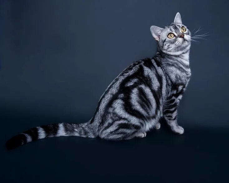 Породы кошек короткошерстных фото с названиями gato american shorthair American shorthair cat, Most popular cat breeds, Popular