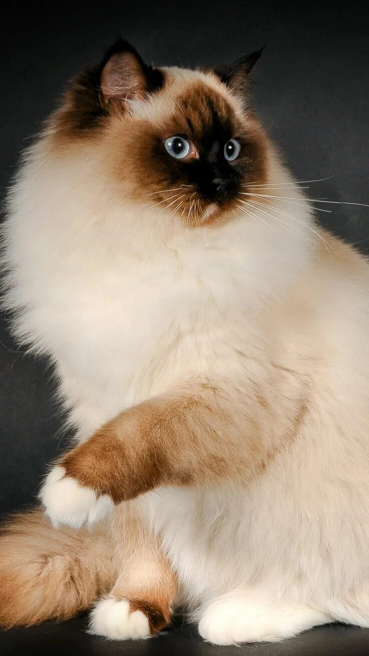 Породы кошек мира фото Ragdoll Cat Breed Color Fluffy #iPhone #6 #wallpaper Ragdoll cat breed, Ragdoll 