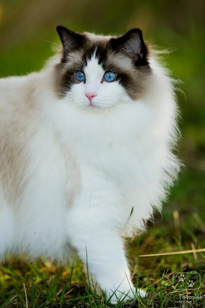 Породы кошек мира фото Cats - Katzen Ragdoll cat, Cute cats, Beautiful cats