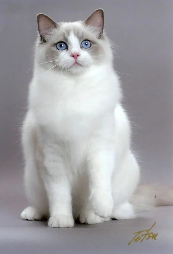 Породы кошек мира фото Breeds - Ragdoll Cute Cat Pics - #ragdoll - More Cat Breeds at http://Catsincare