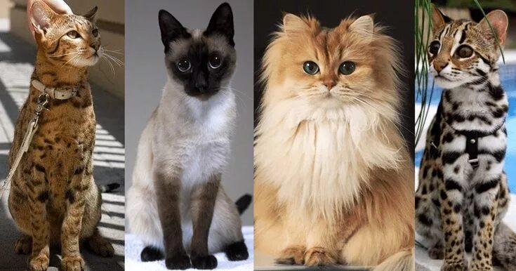 Породы кошек мира фото 20 of The World’s Most Expensive Cat Breeds, Costing Up To $100,000cat breeds, e