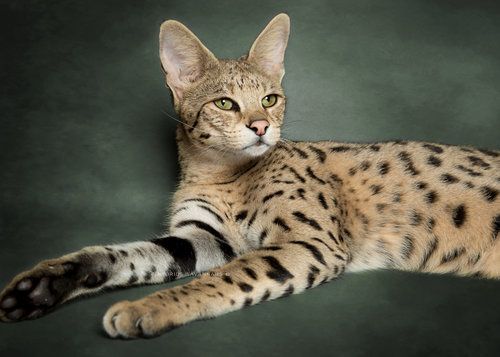 Породы кошек мира фото Savannah Cats Savannah cat, Savannah chat, African serval cat