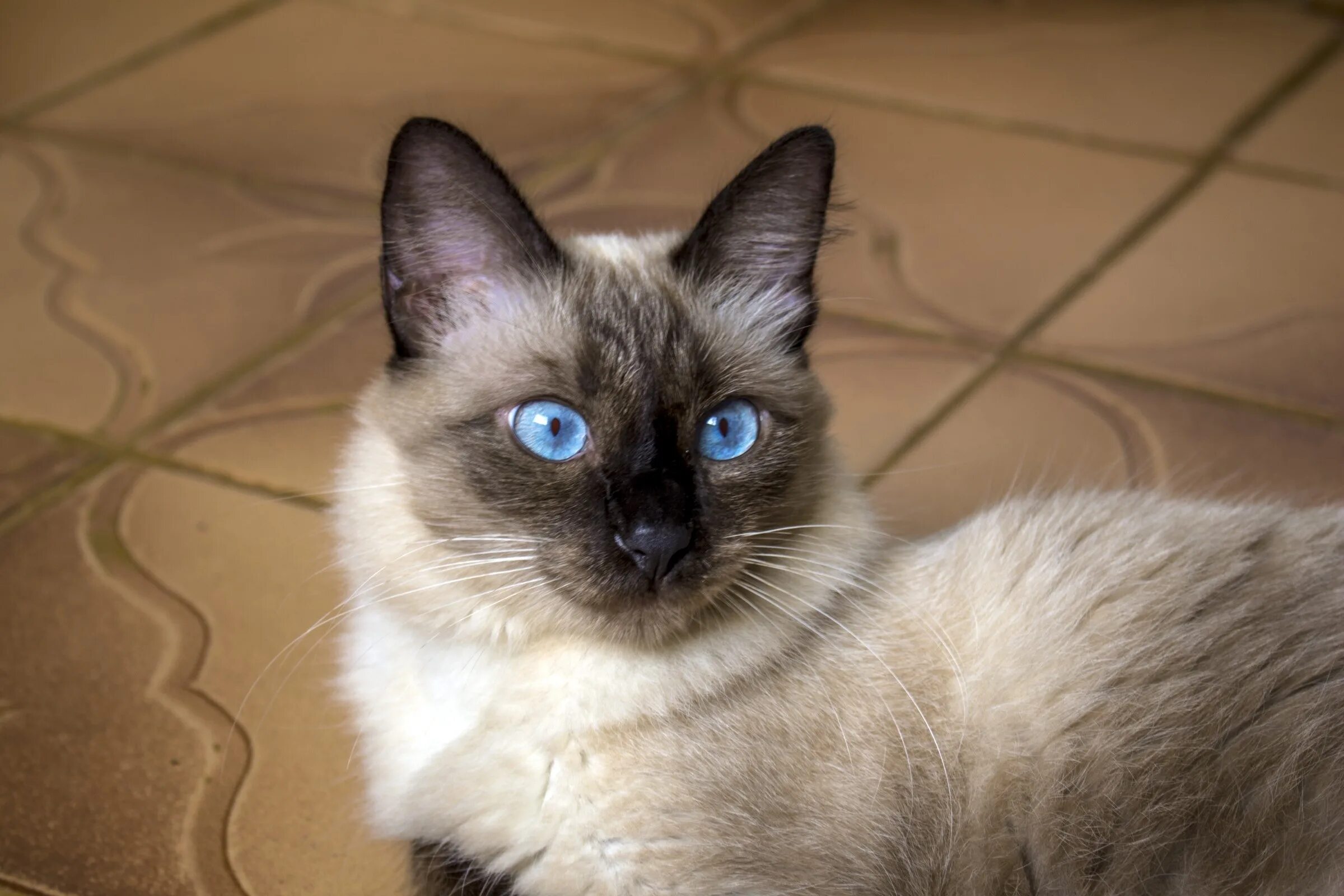 Породы кошек похожие на сиамских фото Beige siamese cat with bright blue eyes free image download