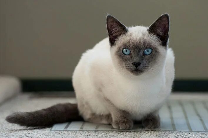 birman cat photography Tonkinese cat, Siamese cats, Cat breeder