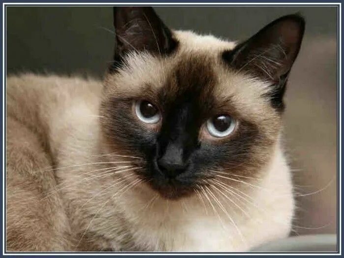 Породы кошек похожие на сиамских фото Pin on Mascotas y animales Siamese cats for sale, Himalayan cat, Siamese cats