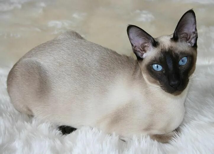 Породы кошек похожие на сиамских фото birman cat photography Tonkinese cat, Siamese cats, Cat breeder