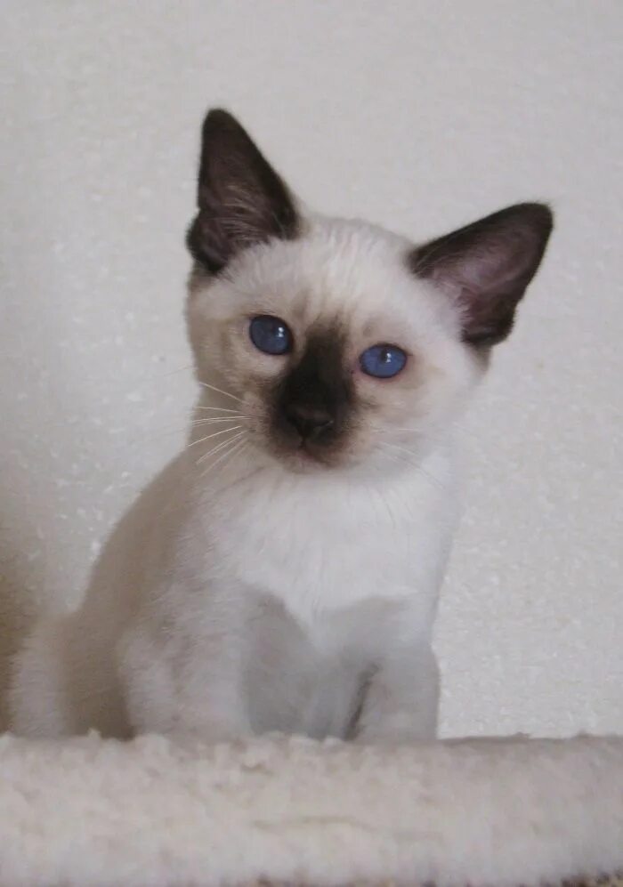 Породы кошек похожие на сиамских фото chinki siamese - Google Search #siamesecatkittens Siamese cats, Siamese cats blu