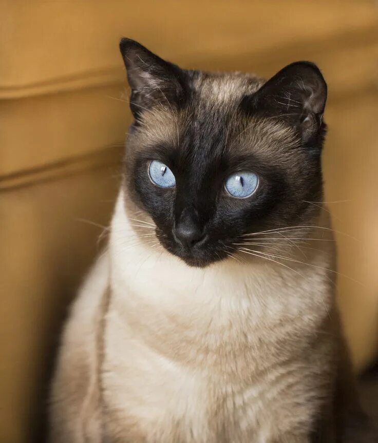 Породы кошек похожие на сиамских фото Siamese Cat Snowshoe siamese, Siamese cats, Snowshoe cat