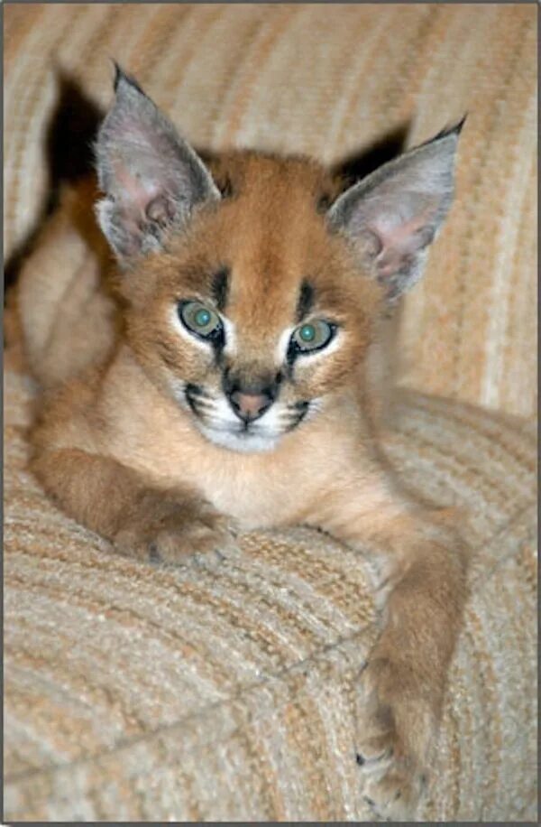 Породы кошек похожих на рысь фото Look At These Caracal Kittens Caracal kittens, Caracal cat, Wild cats