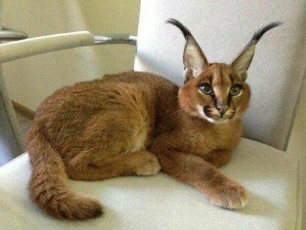 Породы кошек похожих на рысь фото Carcal Caracal cat, Caracal kittens, Serval cats