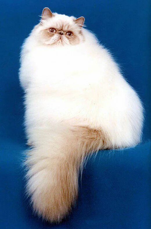 Породы кошек пушистых фото и названия The 5 Most Popular Cat Breeds? Popular cat breeds, Cute cats, Himalayan cat