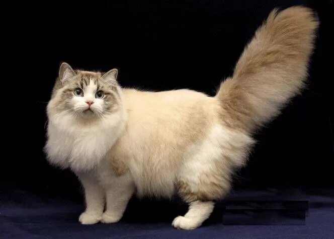 Породы кошек пушистых фото и названия Ragamuffin Cat 3 Ragamuffin cat, Cat breeds, Large cat breeds