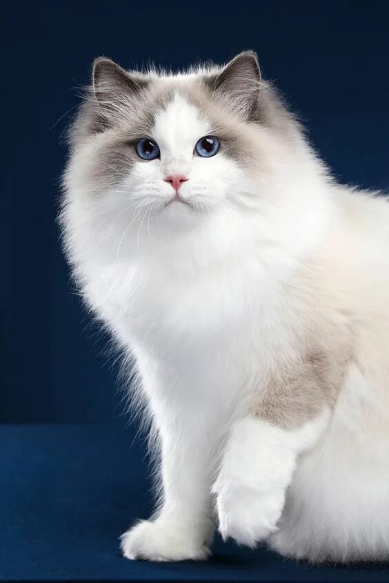 Породы кошек пушистых фото и названия beautiful funny cats for 2020 in 2023 Cat breeds, Ragdoll cat, Gorgeous cats