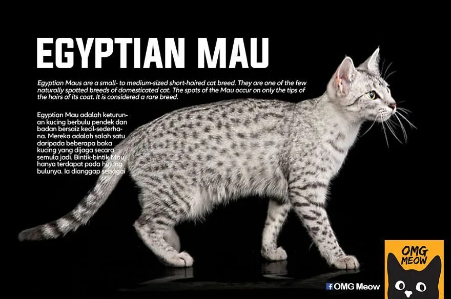 Породы кошек размеры фото 30 Of The Most Popular Cat Breeds And Their Origins Cat breeds, Popular cat bree