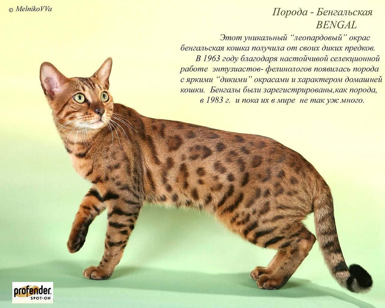 Savannah Cat - Exotic and Elegant