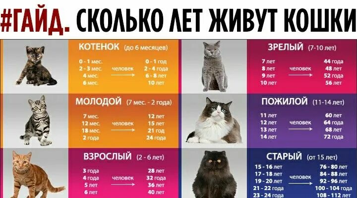 Породы кошек размеры фото Pin auf cat