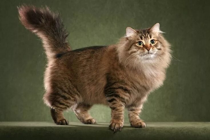 Породы кошек россии фото Сибирские кошки (описание, уход). 30 фото Cat breeds, Cat aesthetic, Cute cats a