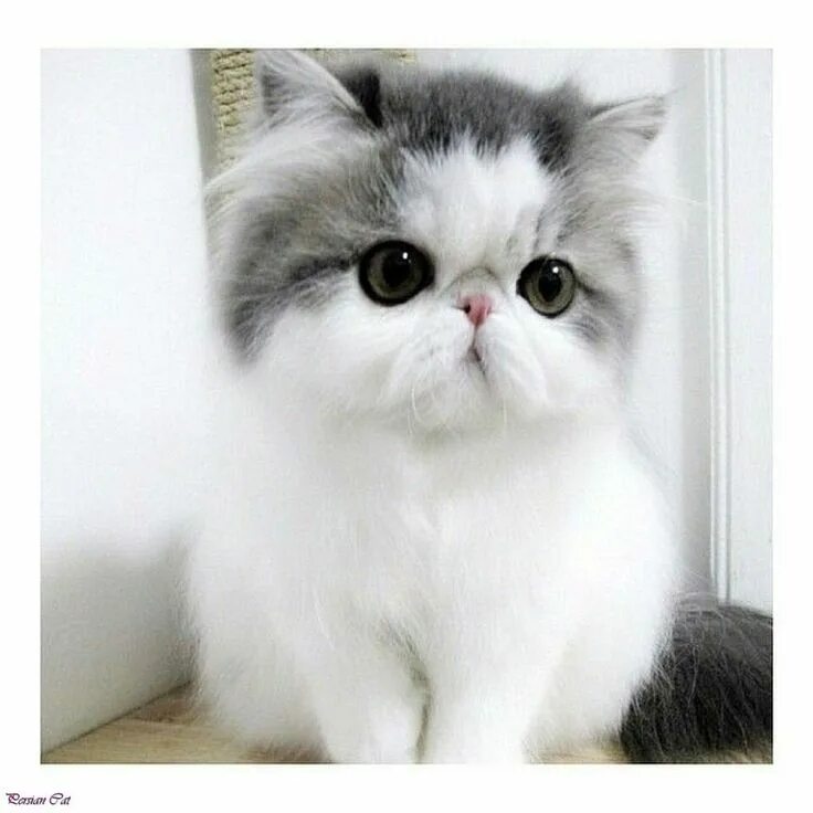 Породы кошек с большими глазами фото Pin by ╚"★"╝ YS oVoli ╚"★"╝ on Kediii Cute cats, Exotic shorthair cat, Cats