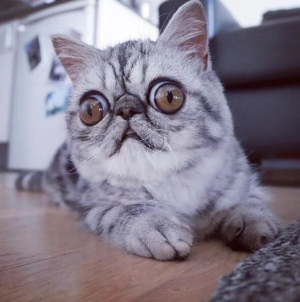 Породы кошек с большими глазами фото Herman the Scaredy Cat Is Taking Over Instagram With His Big Hazel Eyes Cute cat