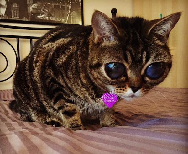 Породы кошек с большими глазами фото Matilda the Alien Cat Is Becoming an Instagram Star Cats, Cat pics, Funny animal