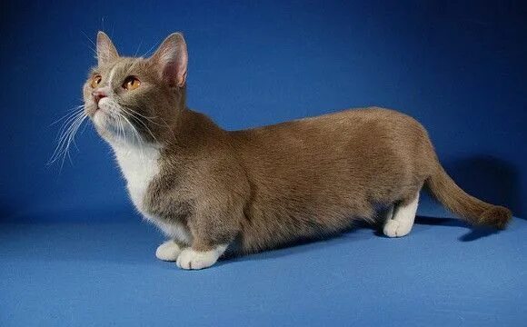 Породы кошек с фото weiner cat? Munchkin Munchkin cat, Munchkin kitten, Cat breeds