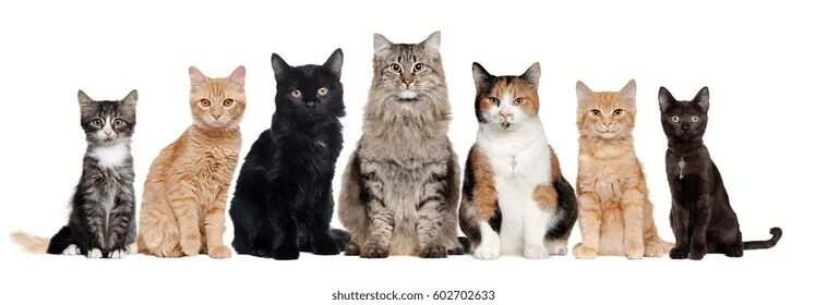 Породы кошек с фото Black Cat Kitten: Over 364,284 Royalty-Free Licensable Stock Photos Shutterstock