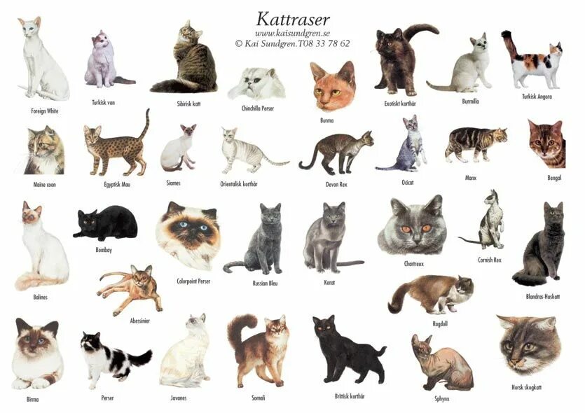 Породы кошек с фото и названиями Raser - Anitha Schulman Abessinier, American shorthair, Singapura