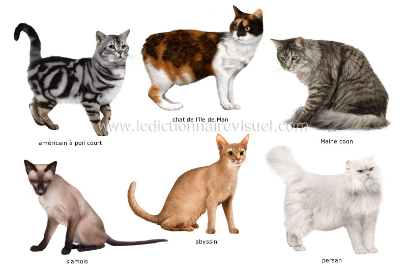 Породы кошек с фото и названиями races de chats image Cat breeds, Different breeds of cats, All cat breeds