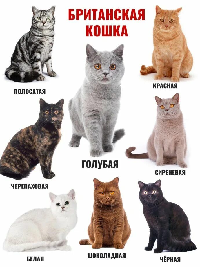 Породы кошек с фото названиями самые Окрасы британских кошек Имена кошек, Имена котят, Питомец