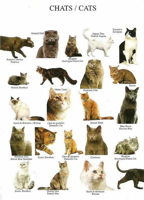 Породы кошек с фото названиями самые Card from Favorites Album Tag - from LapinLintu Cat breeds, Types of cats, Types