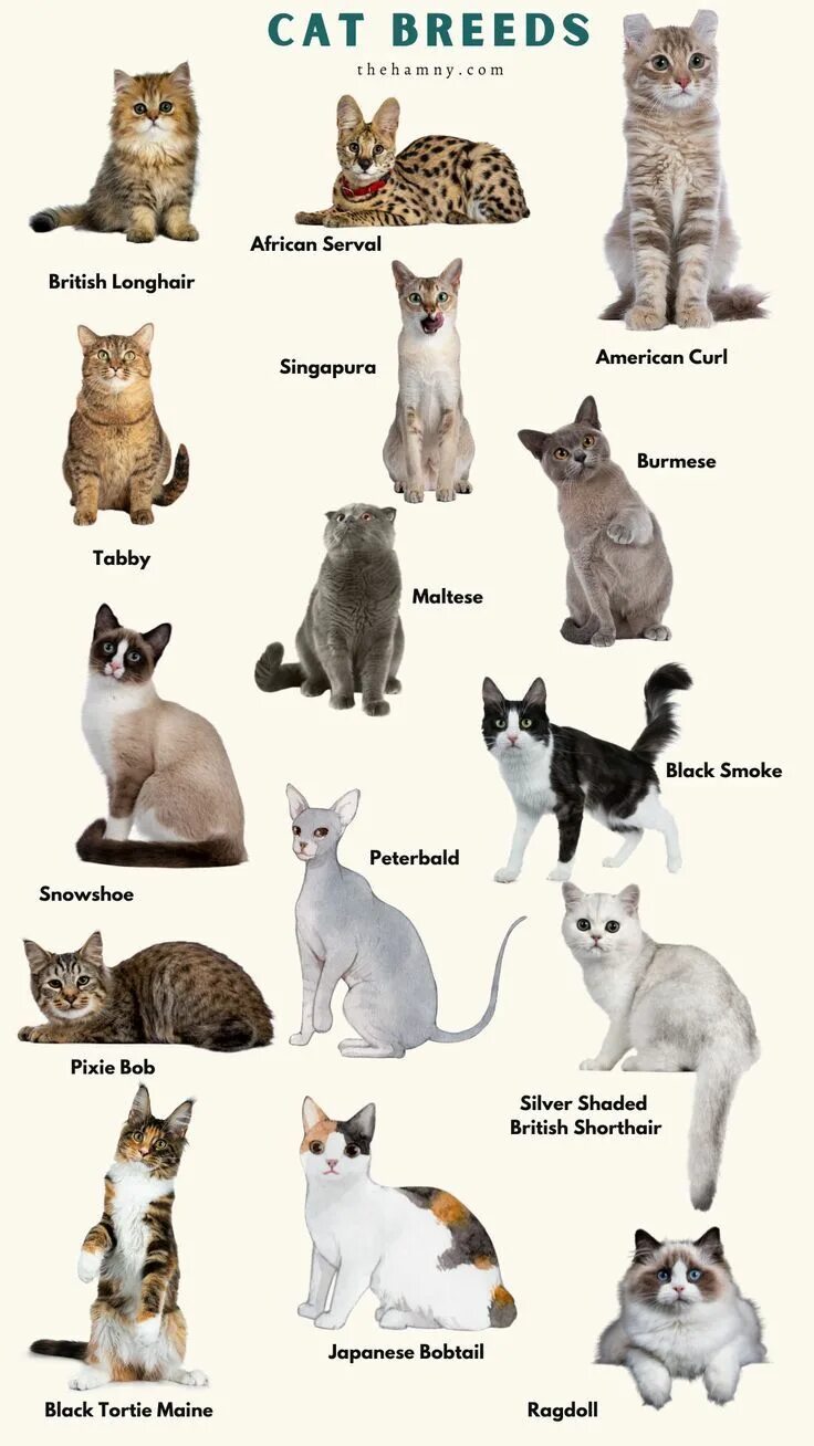 Породы кошек с фото названиями самые Cat Breeds in 2024 Cat breeds, Cute cats and dogs, White cat breeds