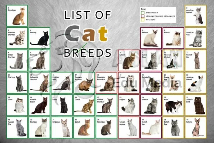 Породы кошек список с фото List Cat Breeds list-of-cat-breeds---education-poster_f-121532-195614.jpg Cat br