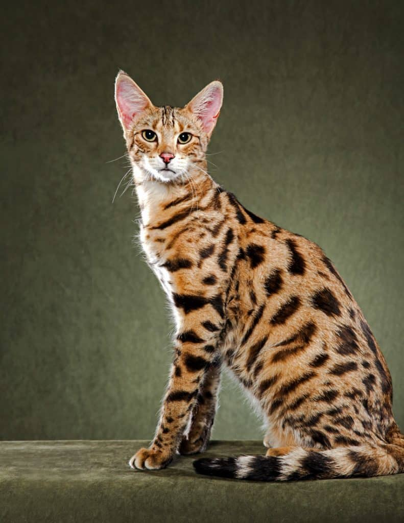 Породы котиков с фото и названиями Bukisa - Life and Style News Cat breeds, Savannah cat, Rare cat breeds