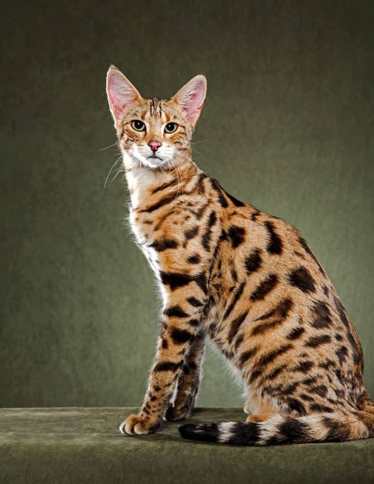 Породы котов фото с названиями Bukisa - Life and Style News Cat breeds, Savannah cat, Rare cat breeds